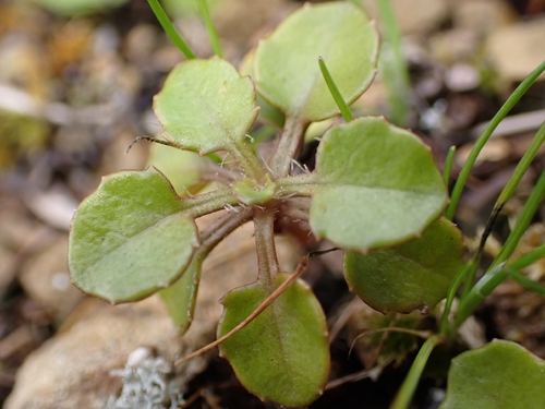 Lagenophora pumila observed 2026-10-18