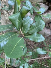 Vitellariopsis marginata