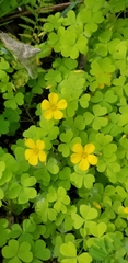 Oxalis suksdorfii