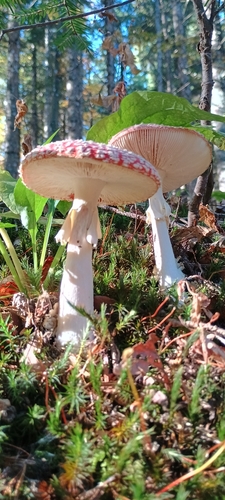 Fly Agaric