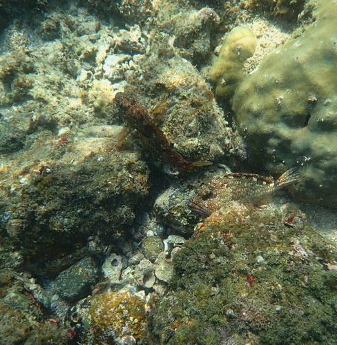 Sebastiscus observed 2026-10-07