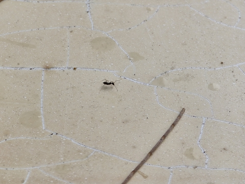 Longhorn Crazy Ant