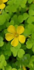 Oxalis suksdorfii
