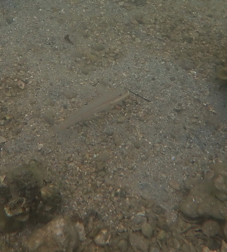 Valenciennea muralis observed 2026-10-07