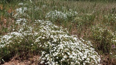 Leptosiphon floribundus glaber