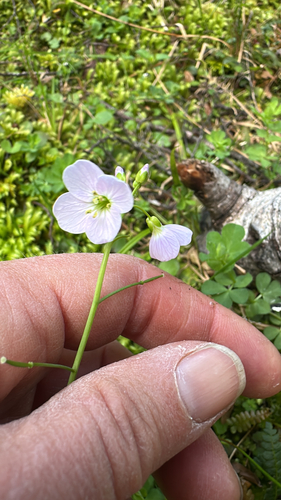 Cardamine pratensis observed 2026-10-19