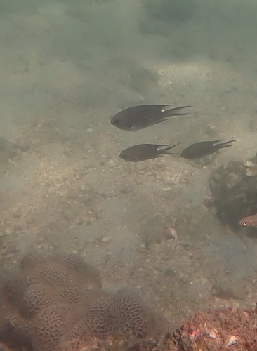 Chromis notata observed 2026-10-07