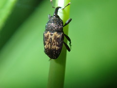 Glyptobaris lecontei