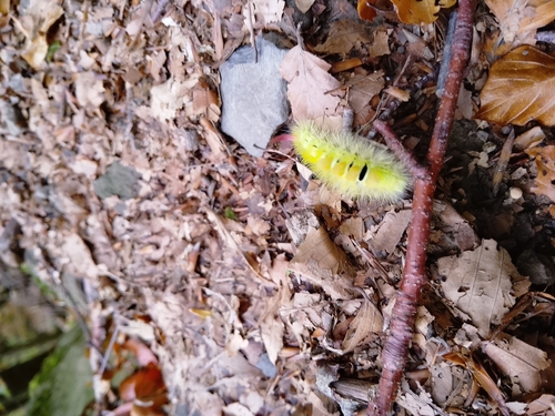 Pale Tussock Moth