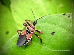 Apiomerus flaviventris
