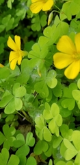 Oxalis suksdorfii