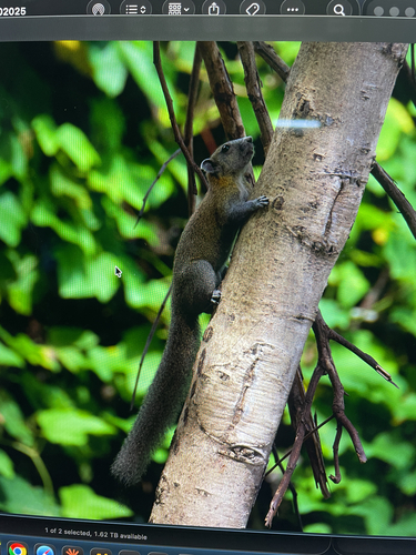 Callosciurus caniceps observed 2026-10-19
