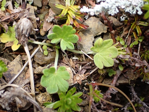 Geranium sessiliflorum observed 2026-10-18