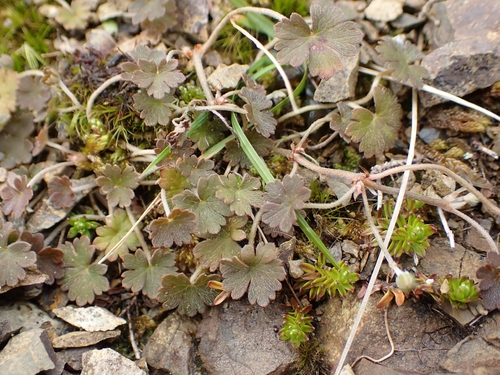 Geranium sessiliflorum observed 2026-10-18