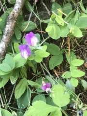 Lathyrus nevadensis