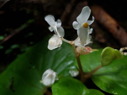 Begonia integrifolia observed 2026-09-24