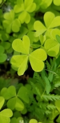 Oxalis suksdorfii