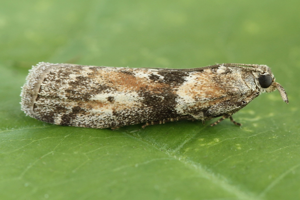 Sciota marmorata