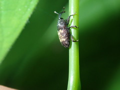 Glyptobaris lecontei