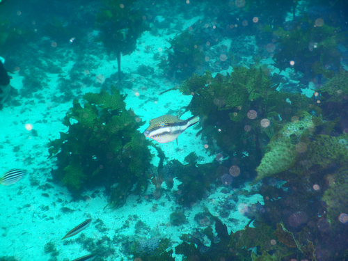 Canthigaster callisterna observed 2026-10-17
