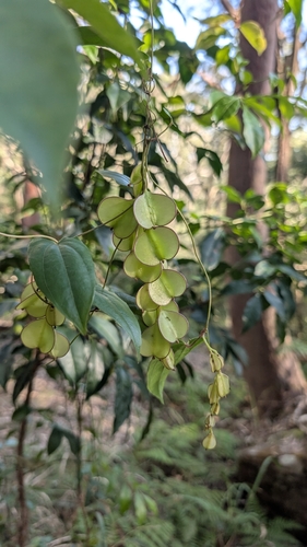 Dioscorea transversa observed 2026-10-11