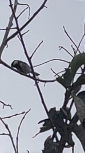 Asian Tit