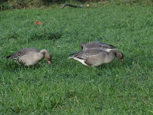 Greater White-fronted Goose