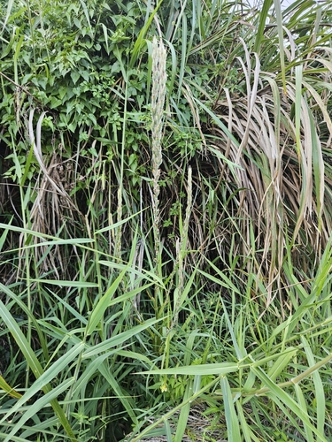 Philydrum lanuginosum observed 2026-10-19