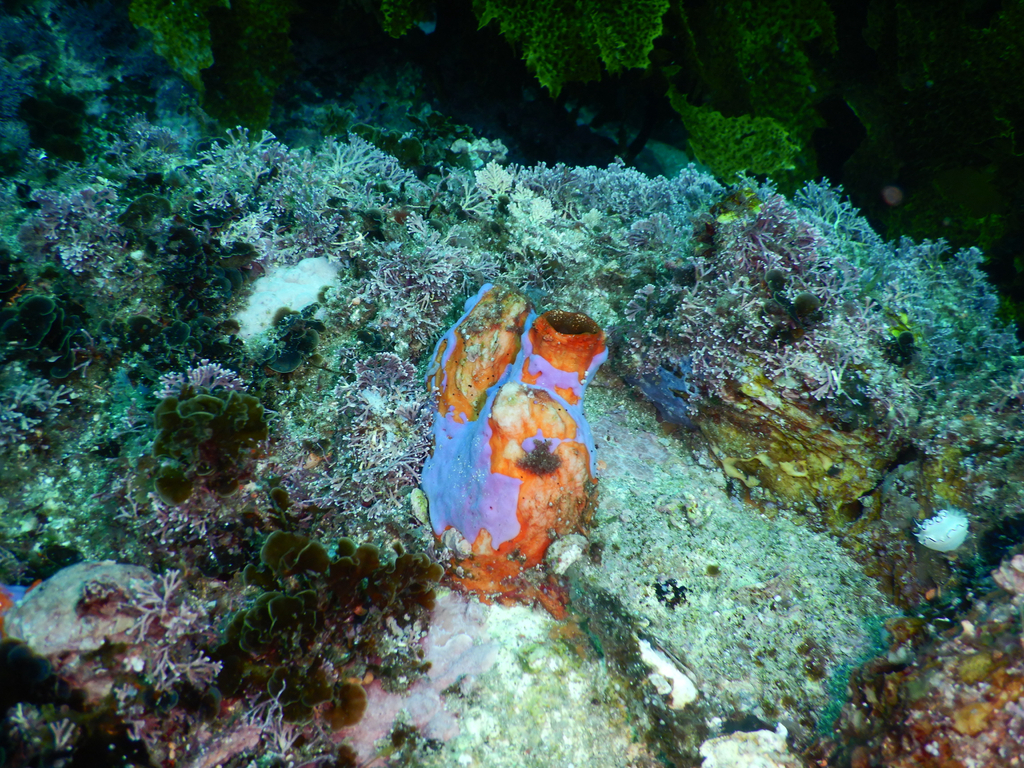 Cnemidocarpa pedata