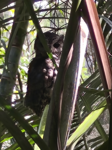 Otus bakkamoena observed 2026-10-19