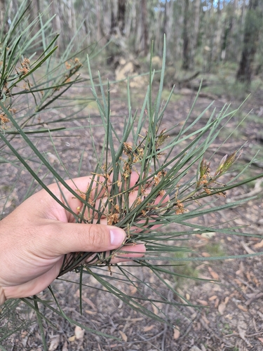Acacia mucronata observed 2026-10-19
