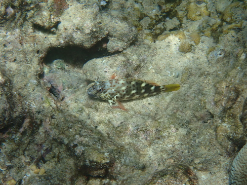 Cirrhitus pinnulatus observed 2026-10-19