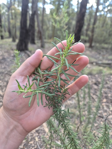 Cassinia aculeata observed 2026-10-19