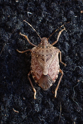 Brown Marmorated Stink Bug