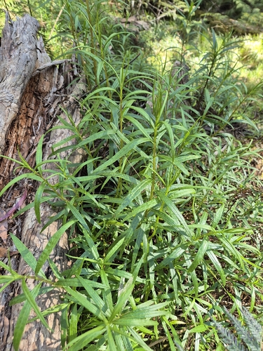 Senecio linearifolius observed 2026-10-19