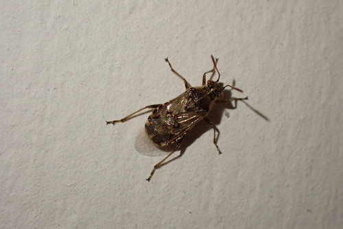 Hyaline Grass Bug