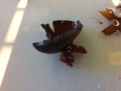 Constantinea simplex