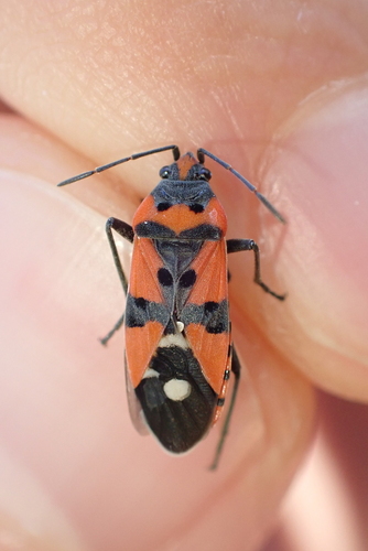 Black-and-Red Bug