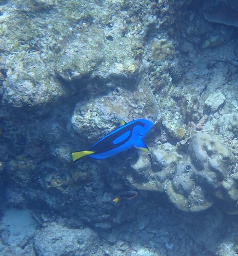 Paracanthurus hepatus observed 2026-10-19