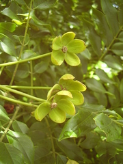 Cassia leptophylla