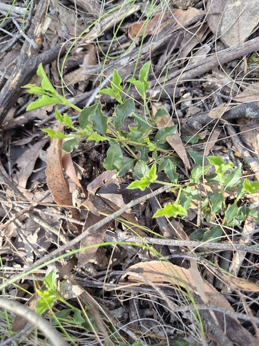 Podolobium procumbens observed 2026-10-19