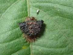 Laccoptera nepalensis