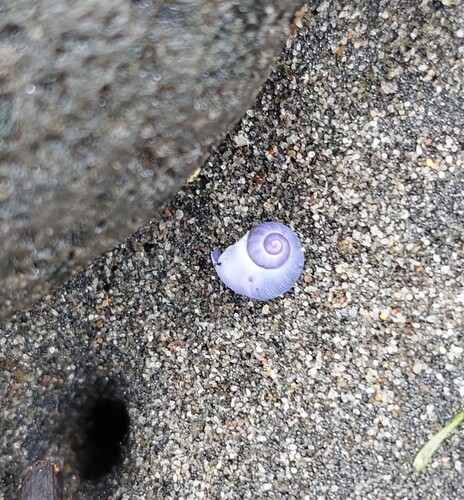Janthina exigua observed 2026-10-13