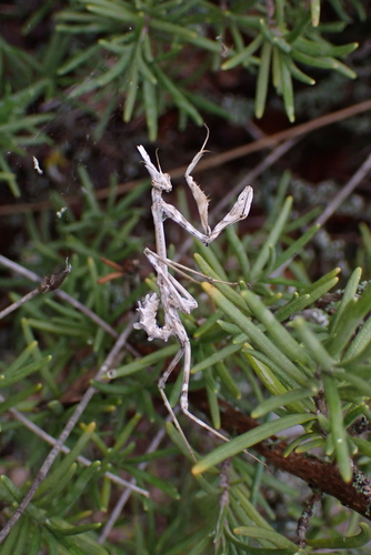 Mediterranean Conehead Mantis