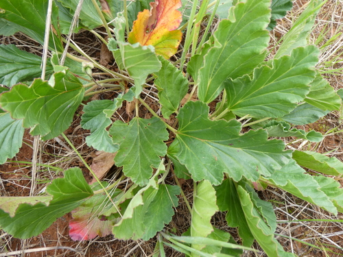 Pelargonium rodneyanum observed 2026-10-13