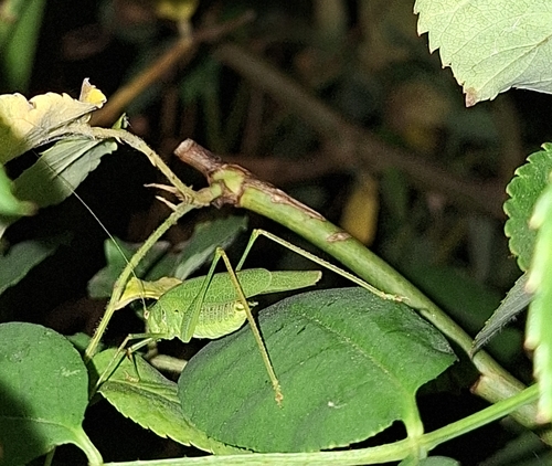 Mediterranean Katydid