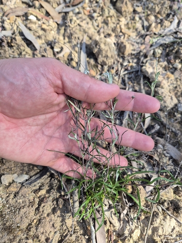 Leptorhynchos tenuifolius observed 2026-10-19