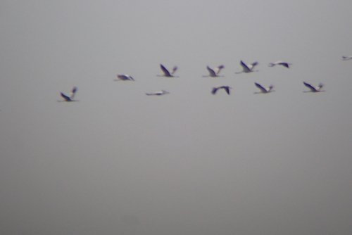 Common Crane