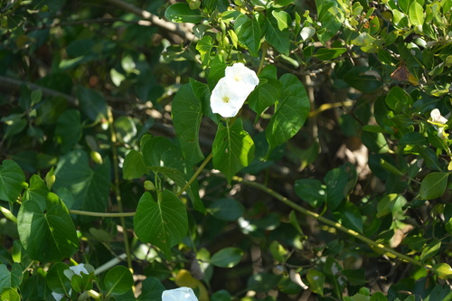 Ipomoea violacea observed 2026-10-15