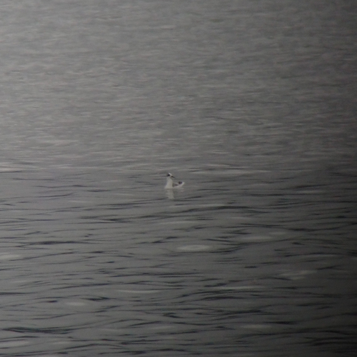 Red Phalarope
